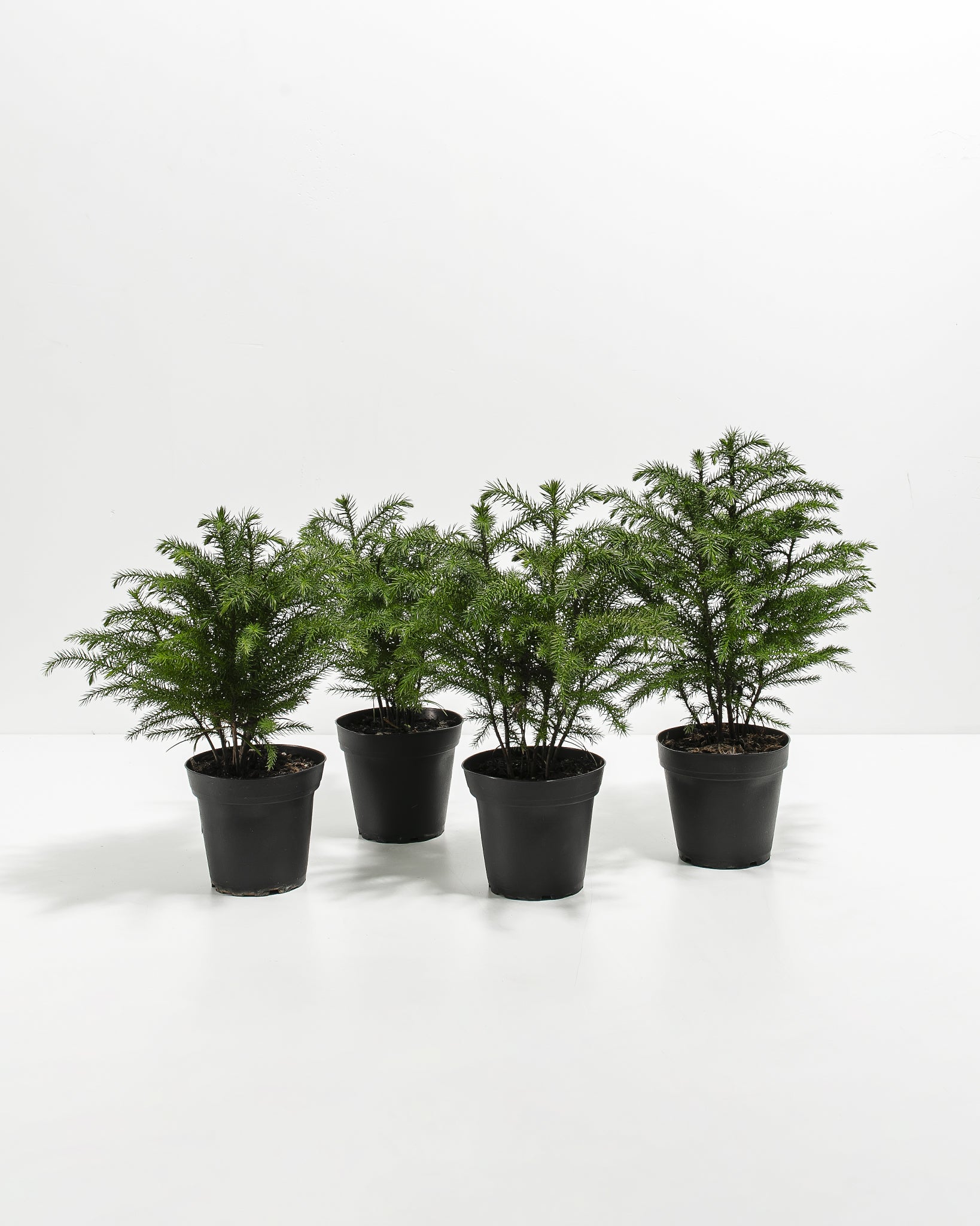 mini pine tree house plant Norfolk Island Pine 4-Pack | Christmas Tree