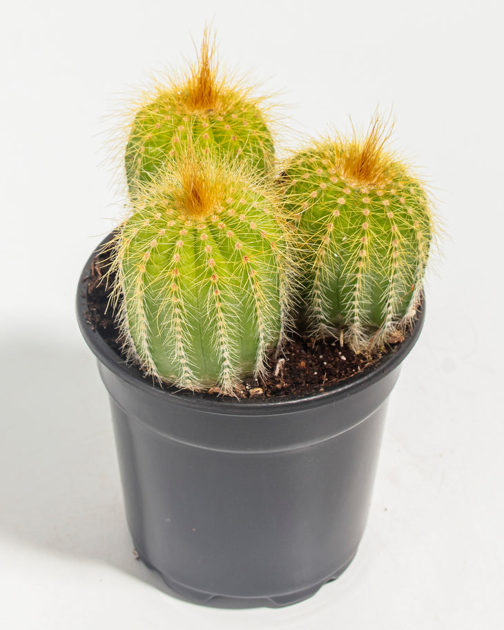 Parodia Cactus - Bunch