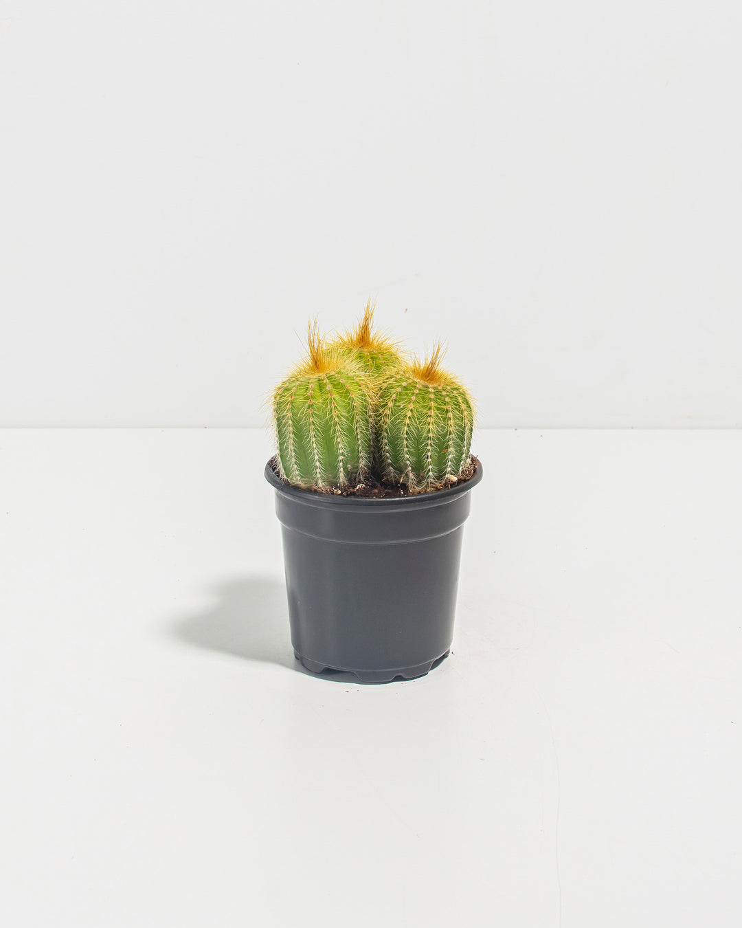 Parodia Cactus - Bunch