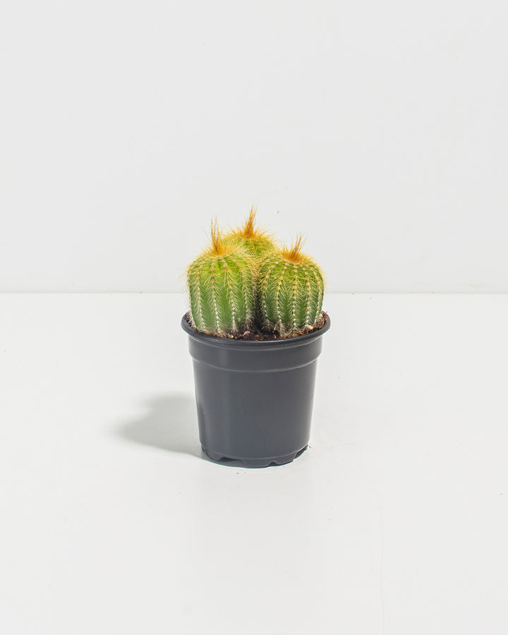 Parodia Cactus - Bunch