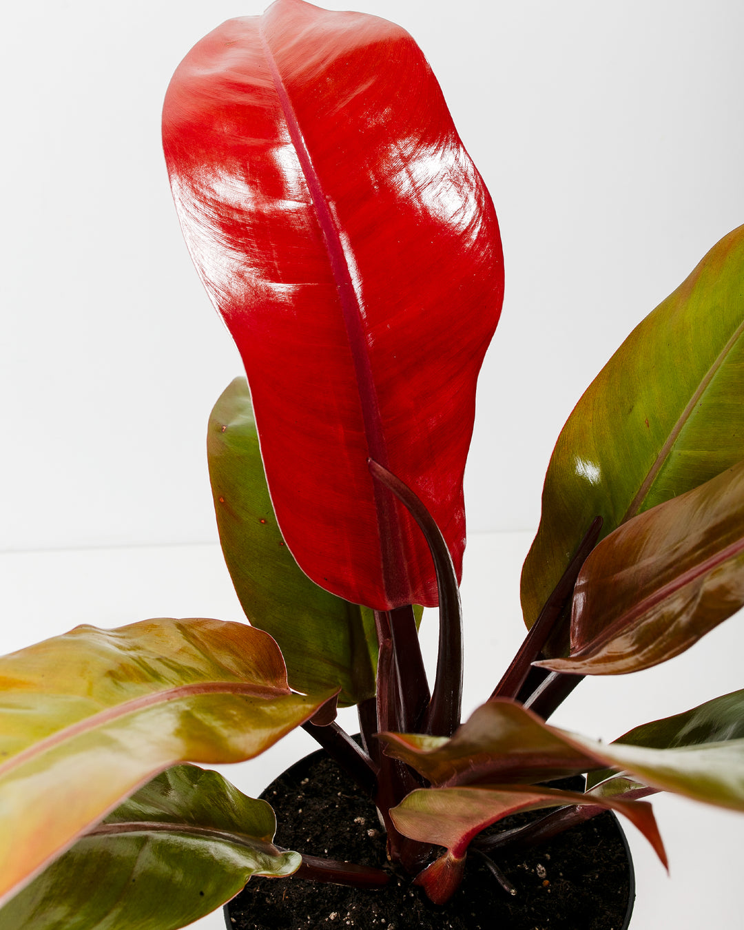 neon orange philodendron Philodendron Prince of Orange Medium