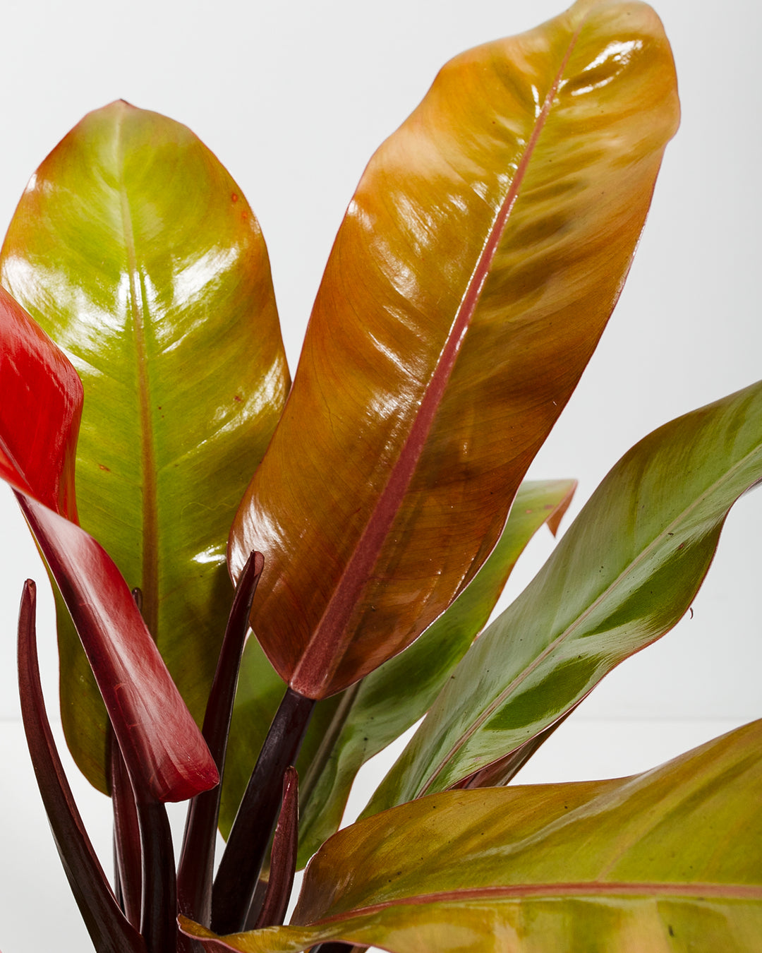 philodendron prince of orange plant care Buy Philodendron Prince of Orange