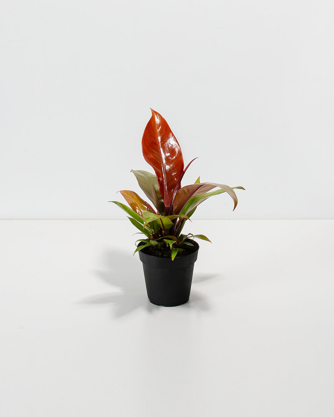 Philodendron Prince of Orange