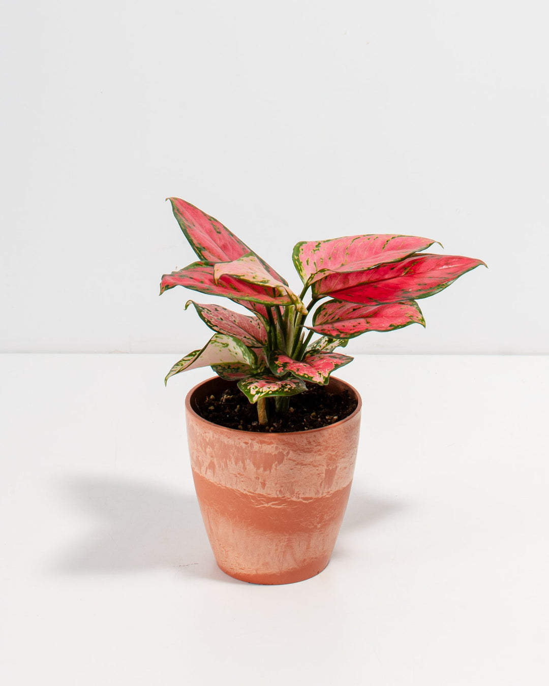 Pink Aglaonema Beauty