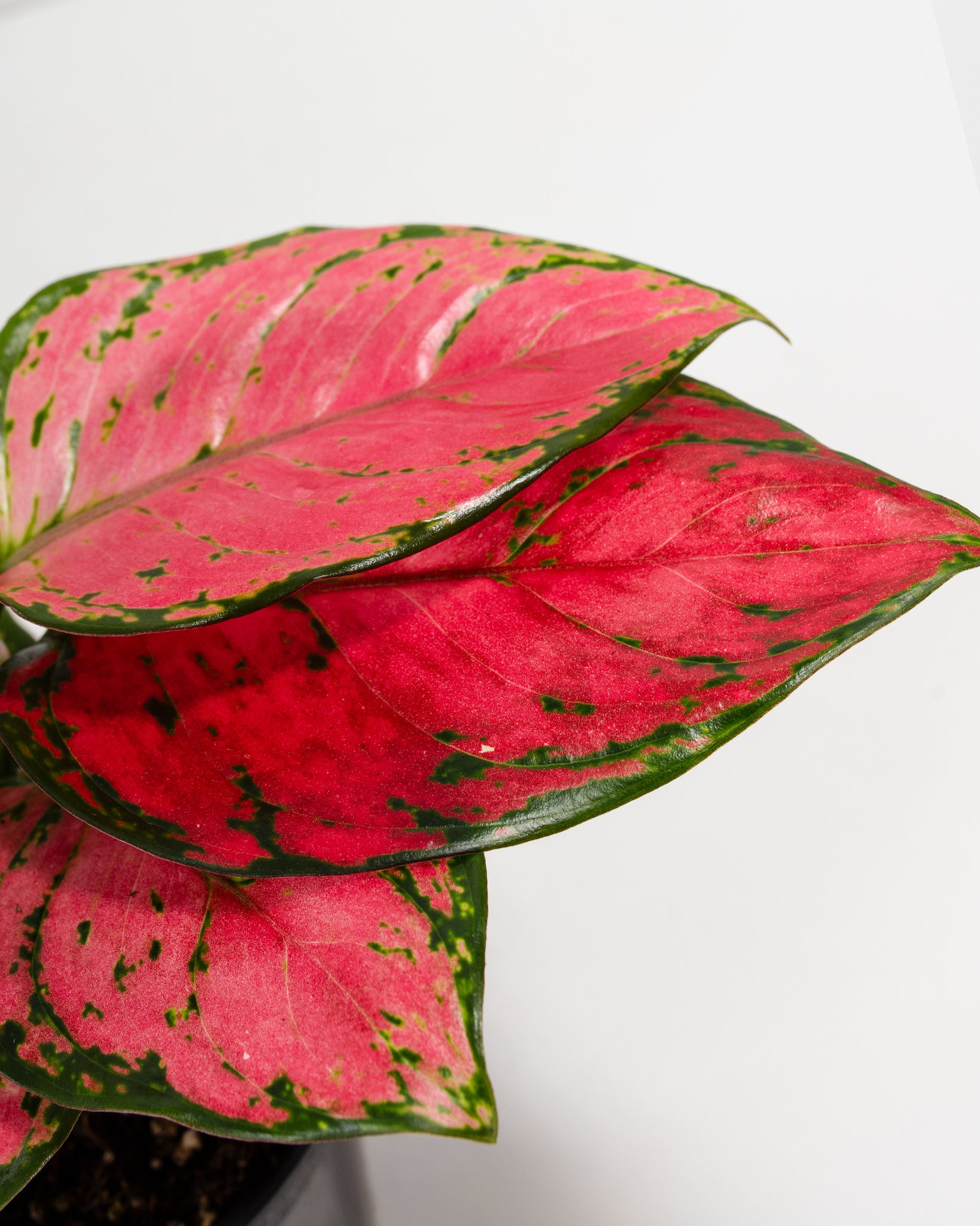 aglaonema pink edges Pink Aglaonema Beauty for Sale