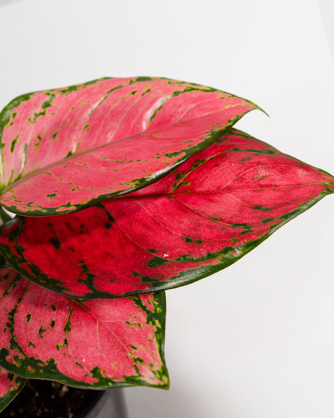 aglaonema pink dud Pink Aglaonema Beauty for Sale