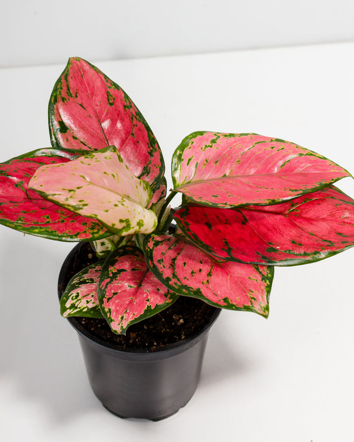 aglaonema positives Pink Aglaonema Beauty for Sale