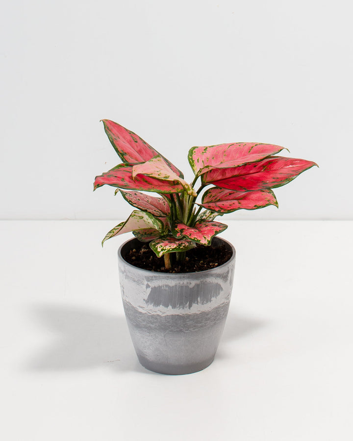 Pink Aglaonema Beauty