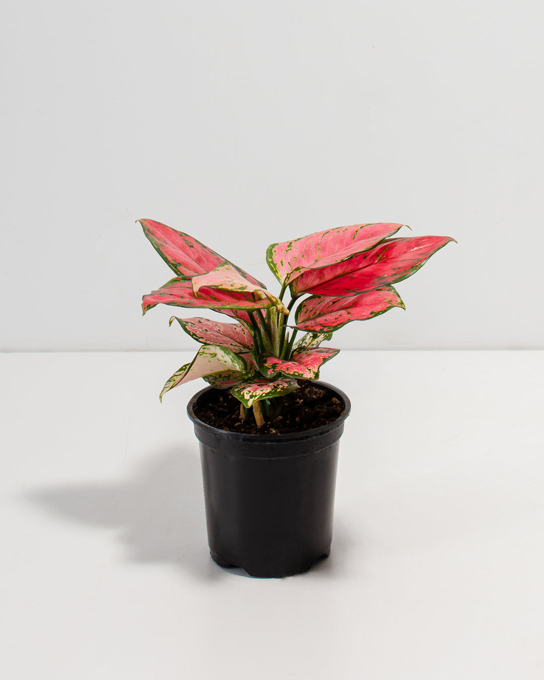 Pink Aglaonema Beauty