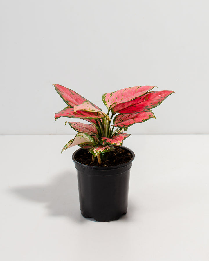 Pink Aglaonema Beauty