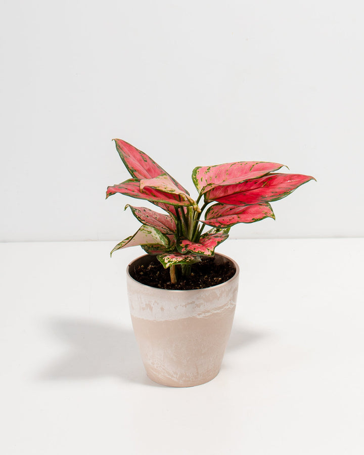 Pink Aglaonema Beauty