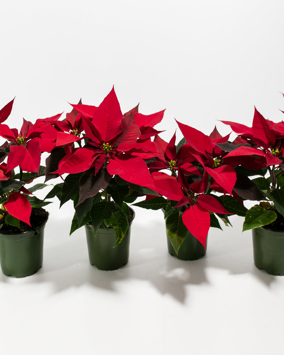 Abundant Red Holiday Poinsettia Featured Image