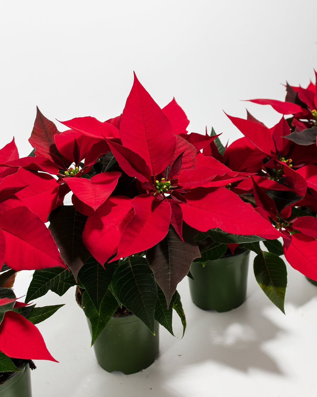 poinsettia potting mix Red Poinsettia Four Pack | Blooms Bundle