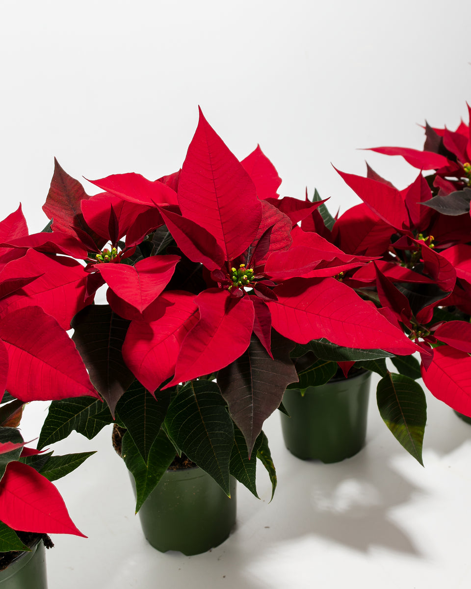 Red Poinsettia: 4 Pack Featured Image