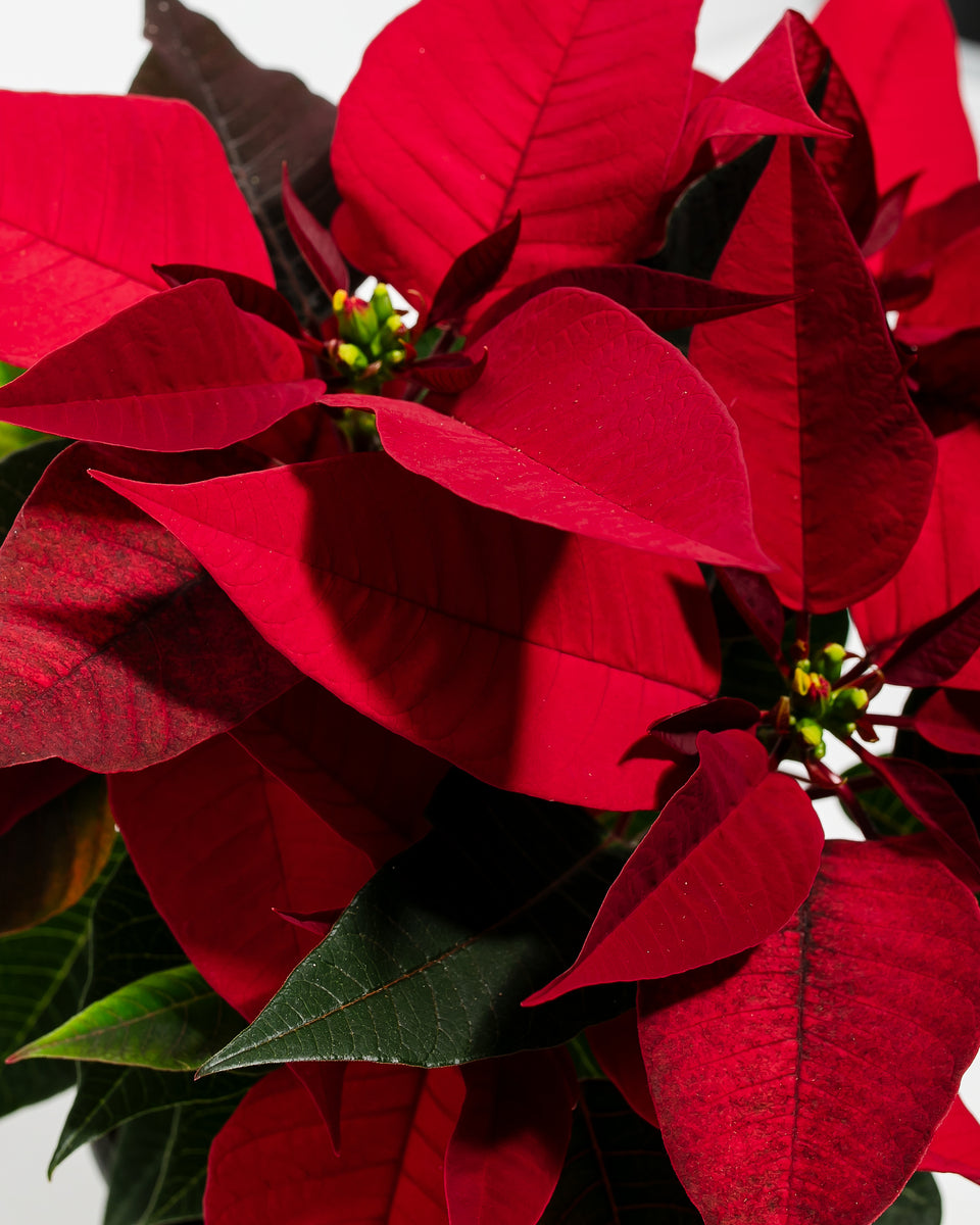 Abundant Red Holiday Poinsettia Featured Image