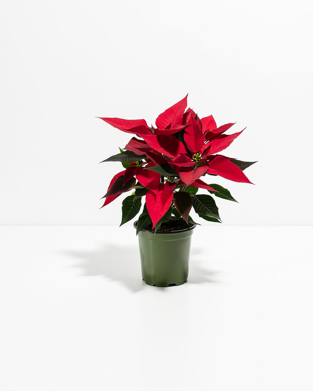 red christmas pot plant Christmas Poinsettia for Sale | Holiday Plants