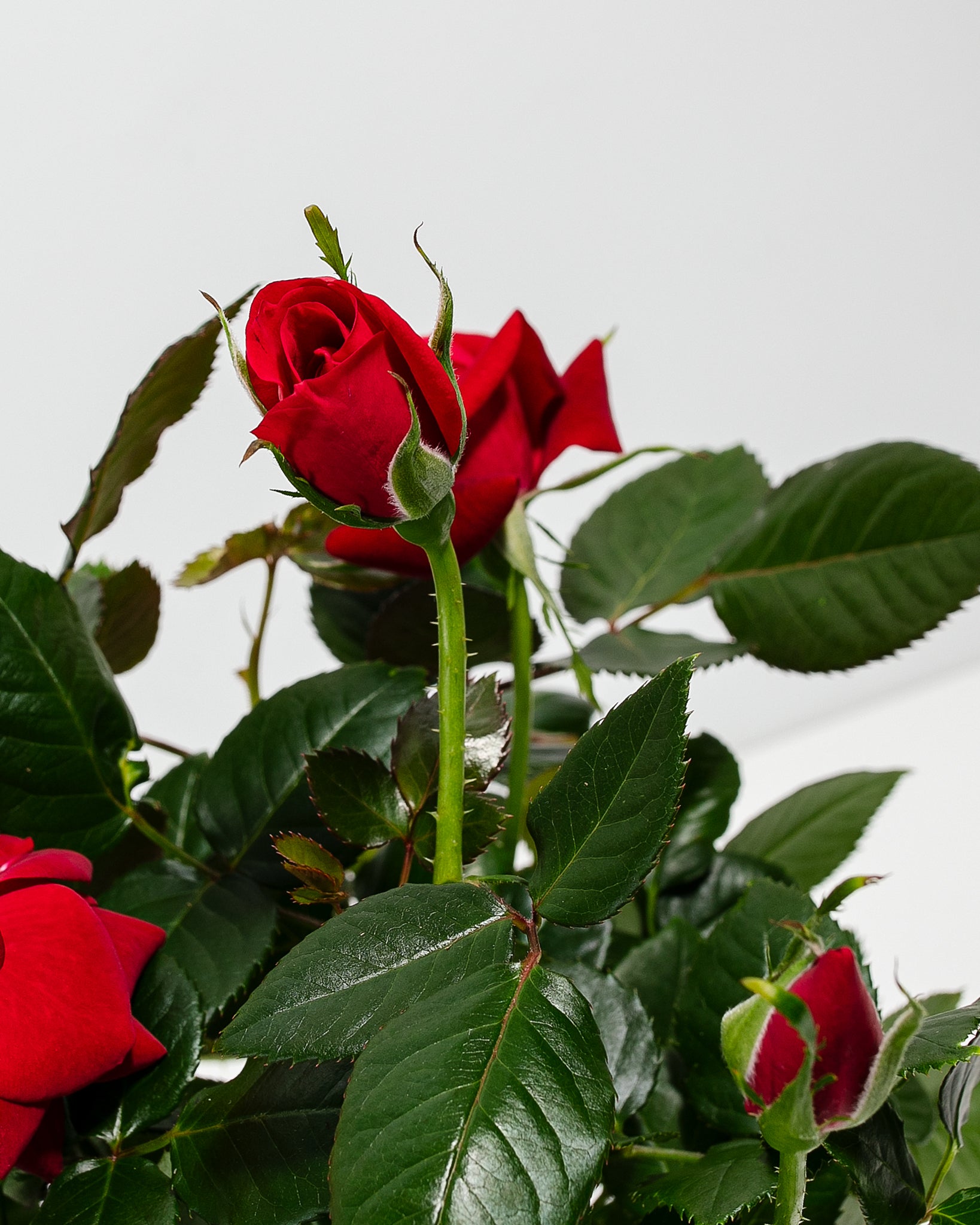 Crimson Red Miniature Roses | Delicate Fragrance Flowers Plant