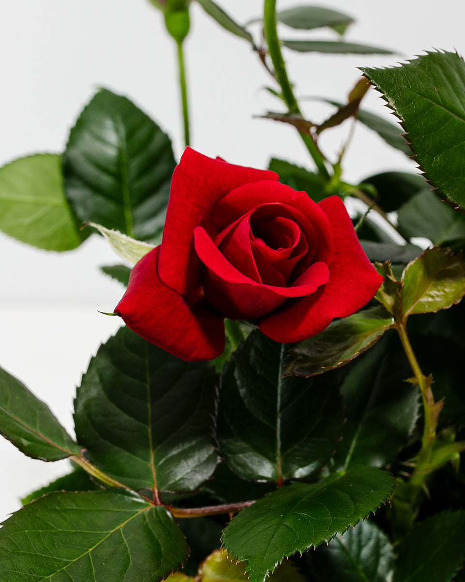 Deep Red Mini Roses Crimson Red Miniature Roses | Delicate Fragrance Flowers Plant