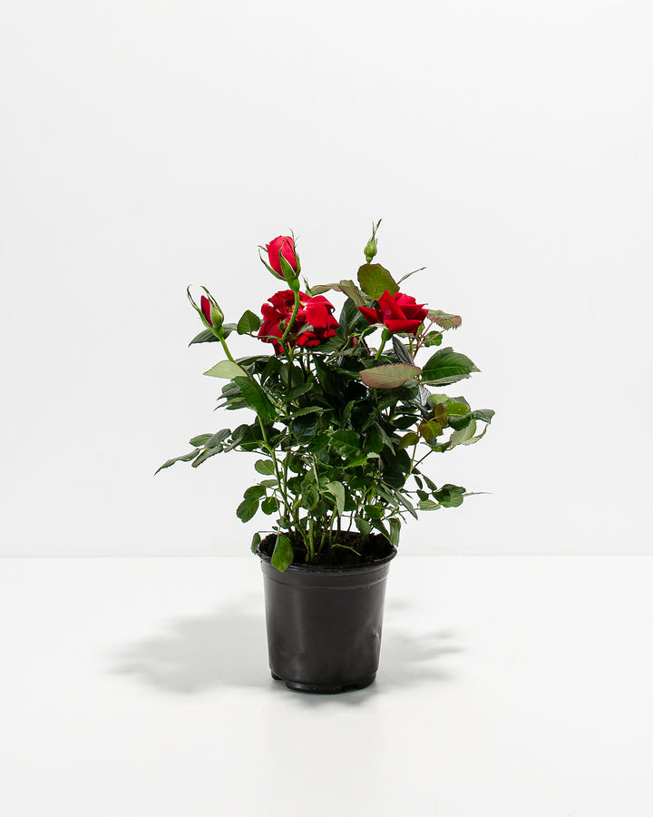 Crimson Red Miniature Roses