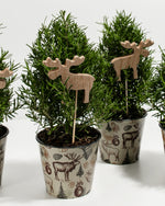 Mini Rosemary Christmas Tree 4-Pack Featured Image