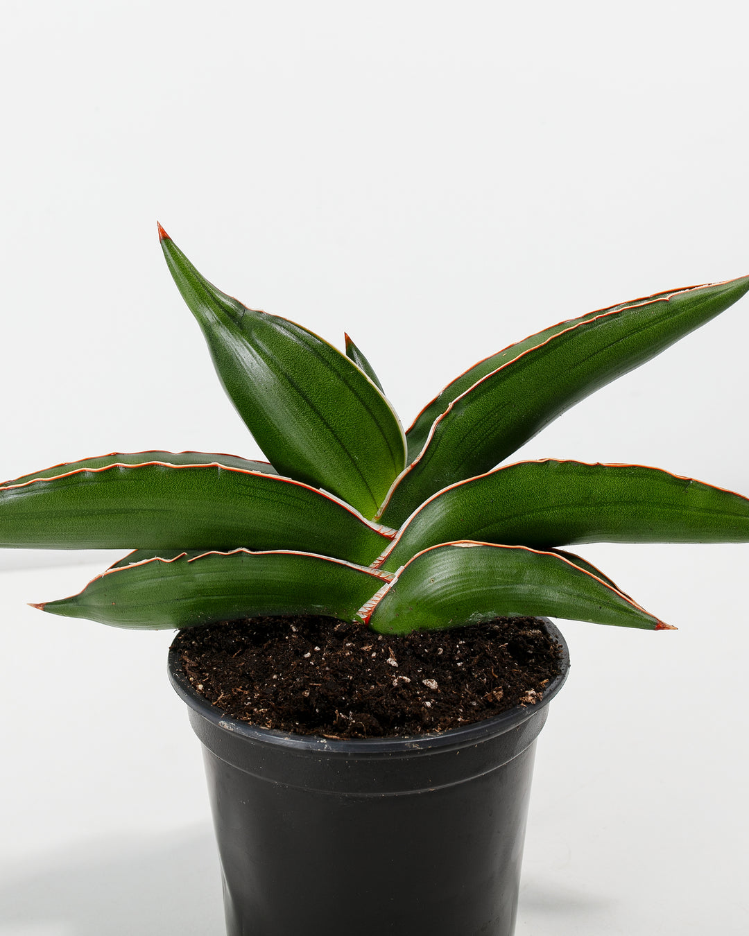 samurai snake plant Sansevieria Samurai For Sale Including Care Guide