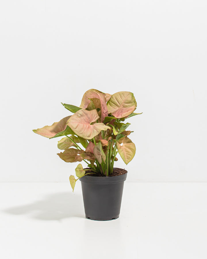 Pink Arrowhead Plant (Syngonium Neon Robusta)
