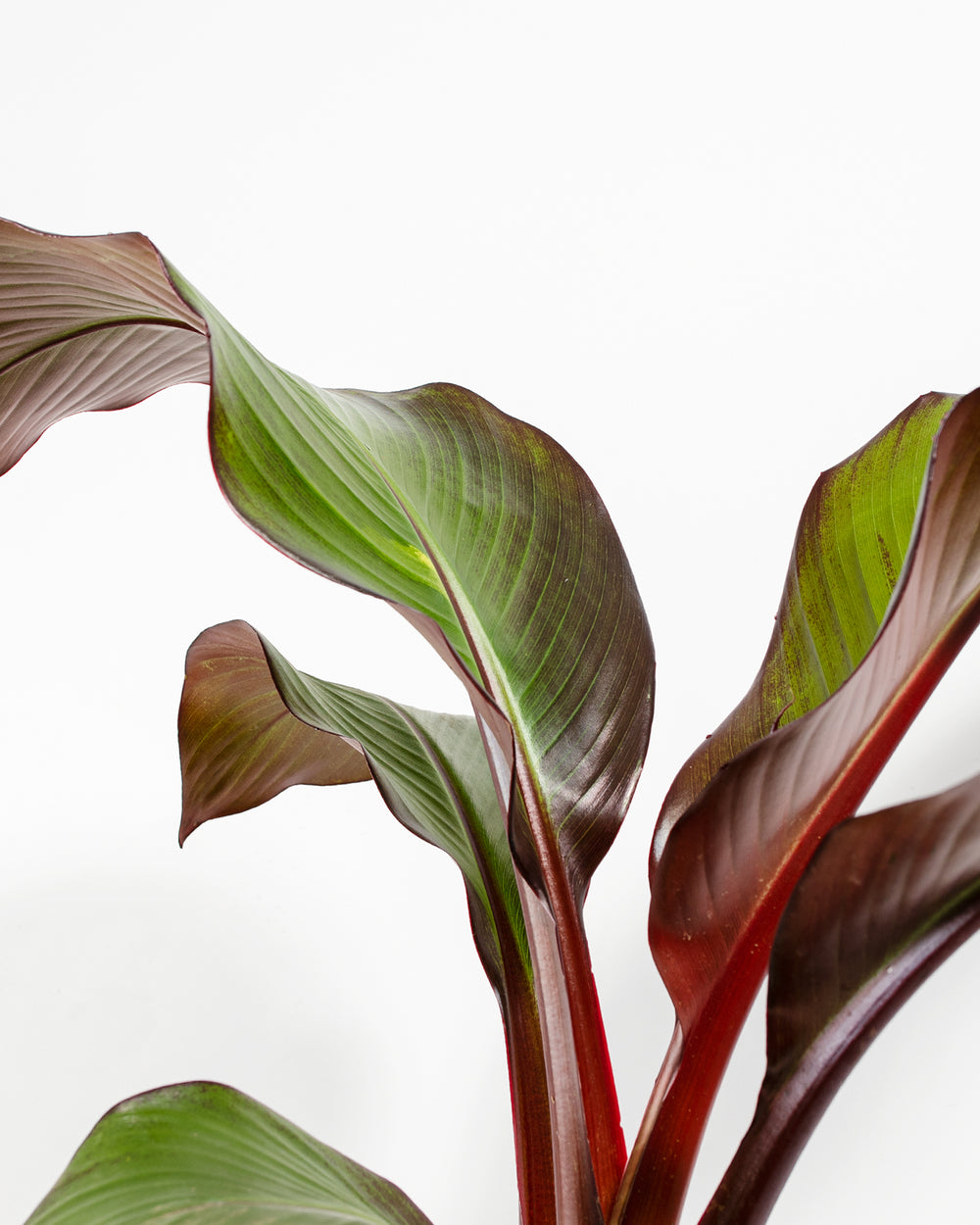 red banana plant indoor care Red Banana Tree | Porch Plants
