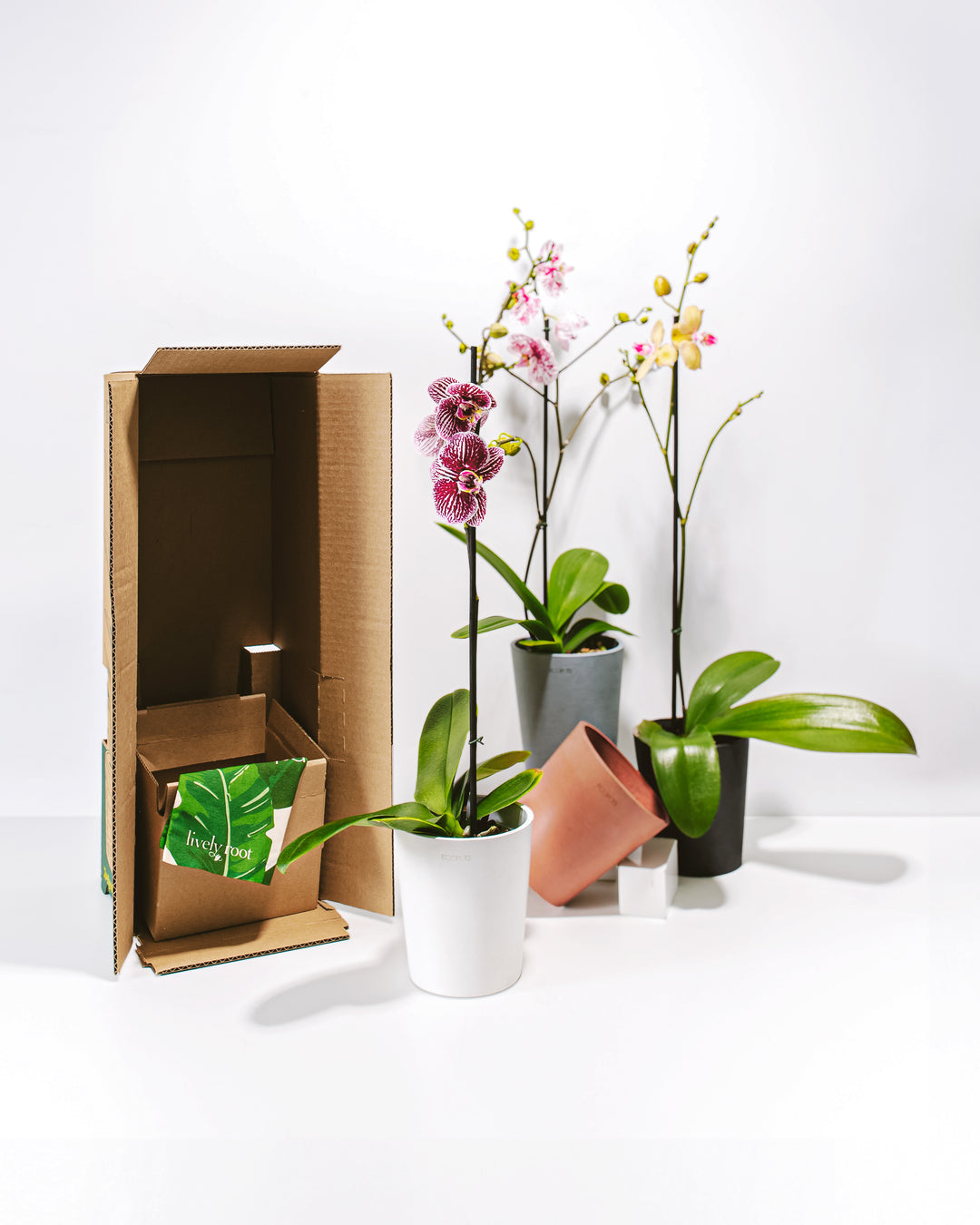 orchard indoor plants The Best Orchid Plant Subscription