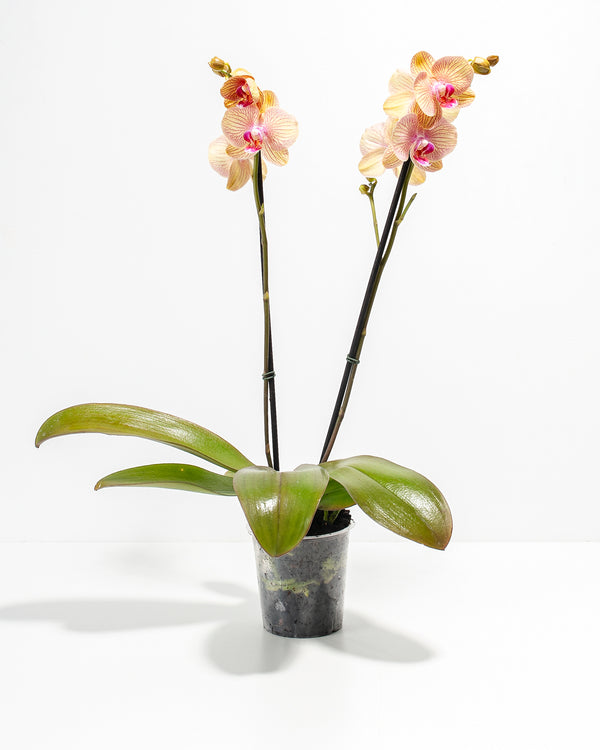 Arcadia Phalaenopsis Orchid