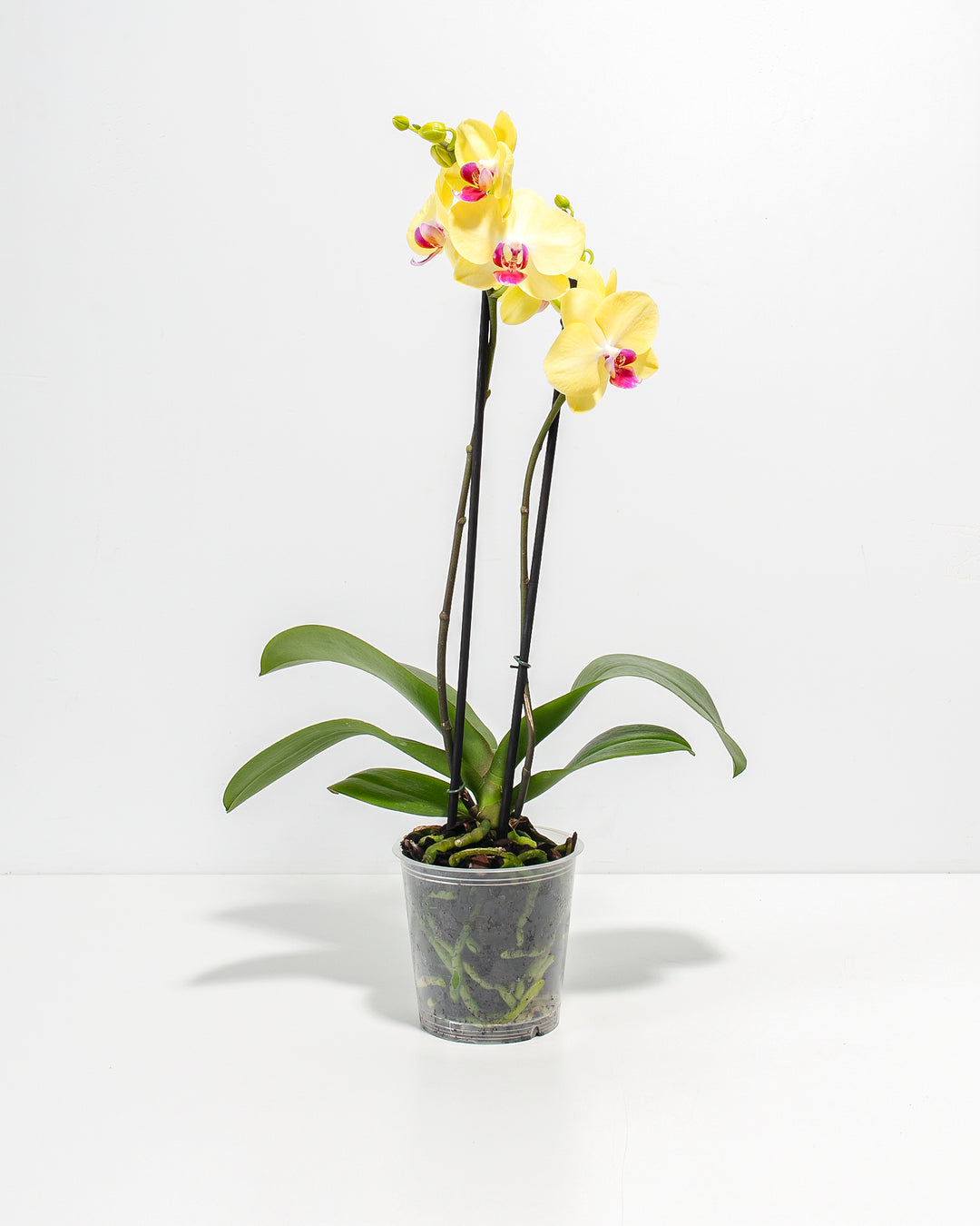 indoor orchid plants for sale Yellow Phalaenopsis Orchid ‘Miraflore’| Orchids Delivery