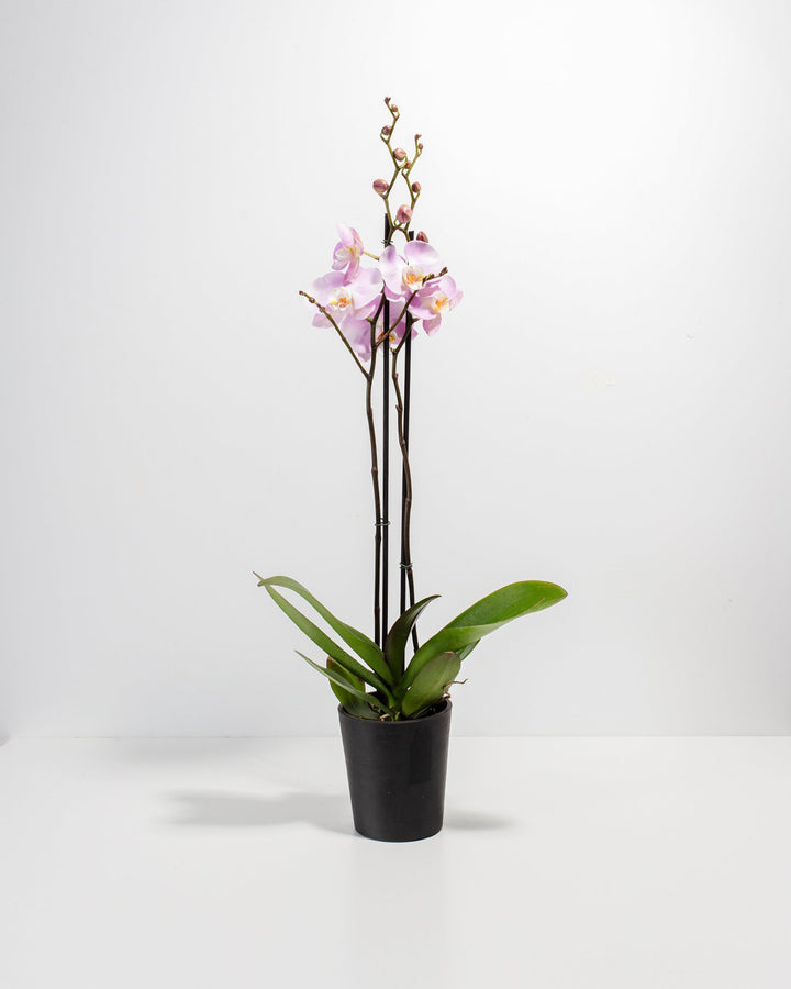 Pink Phalaenopsis Orchid