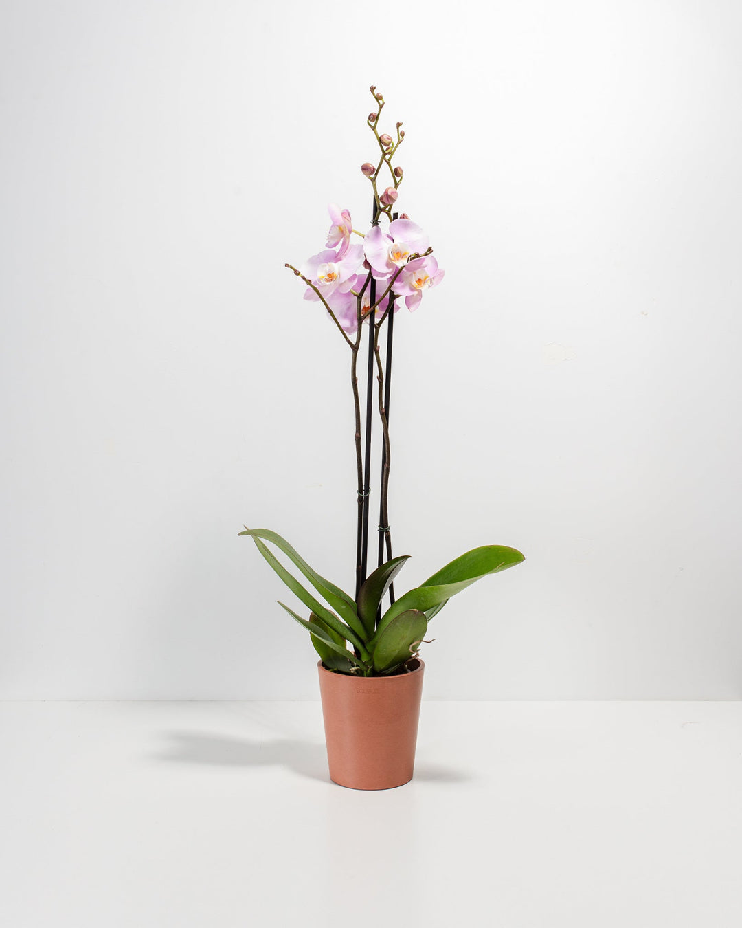 Pink Phalaenopsis Orchid