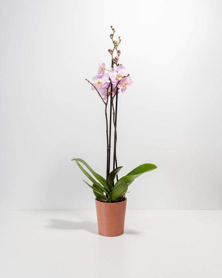 Pink Phalaenopsis Orchid