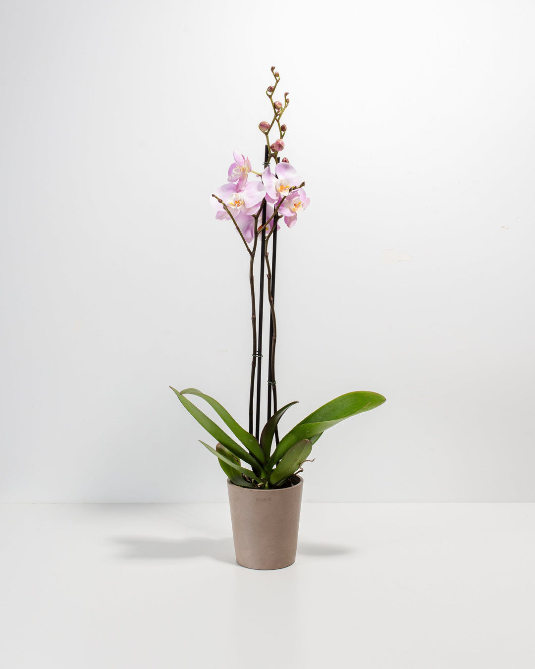 Pink Phalaenopsis Orchid