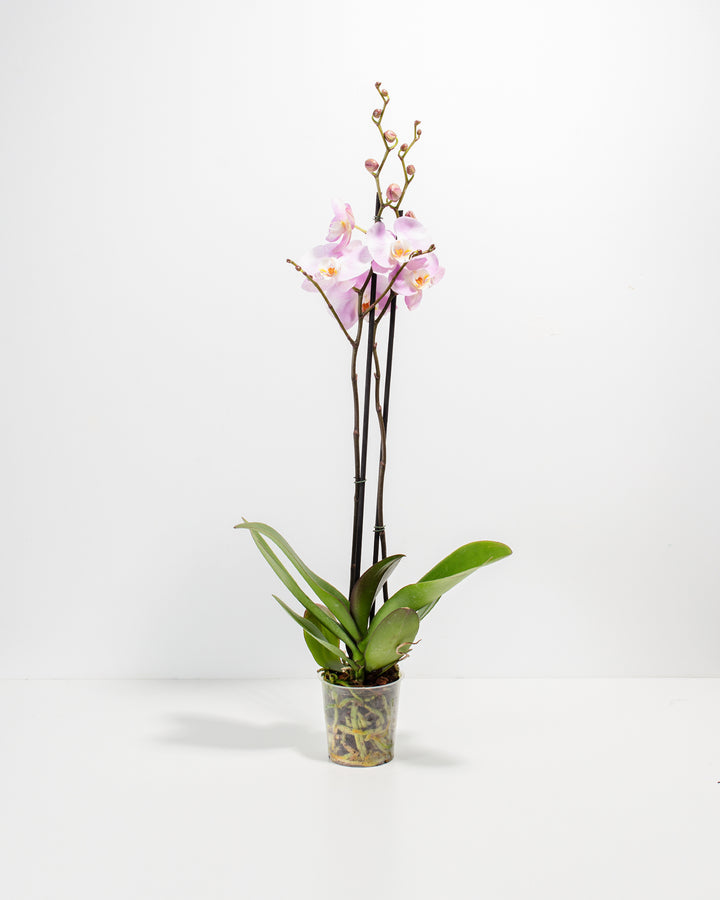 Pink Phalaenopsis Orchid