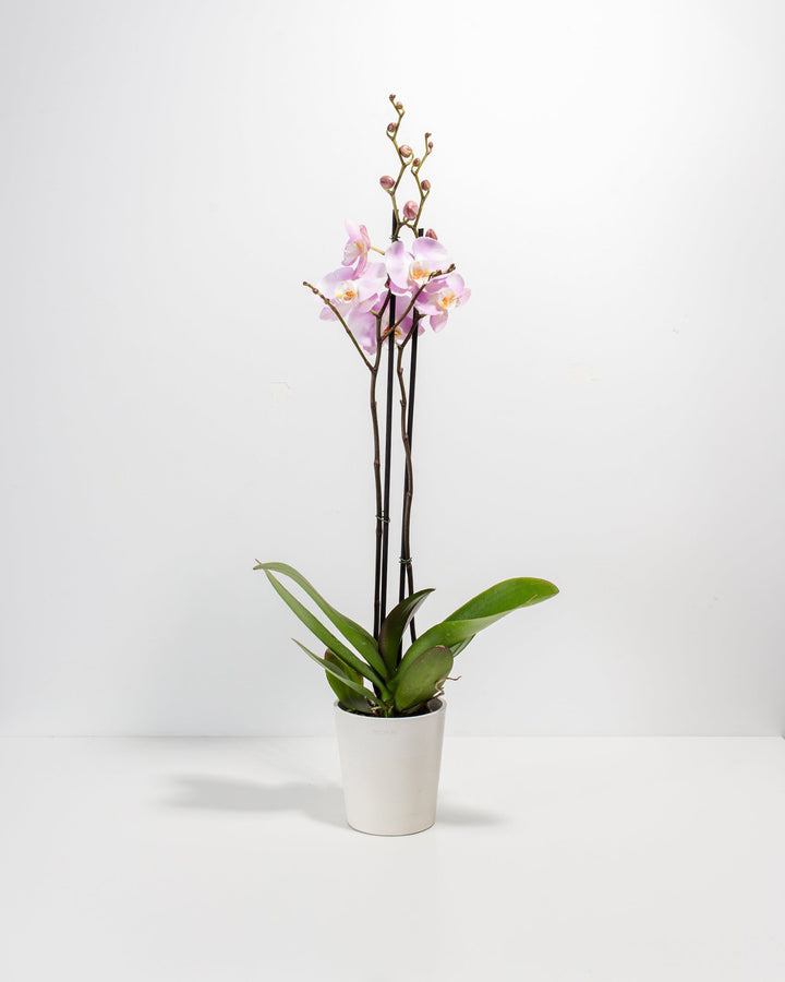 Pink Phalaenopsis Orchid