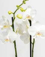 White Moth Orchid Featured Image