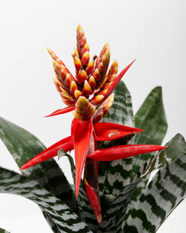 bromeliad snake plant Amazonian Zebra Bromeliad | Indoor Plants