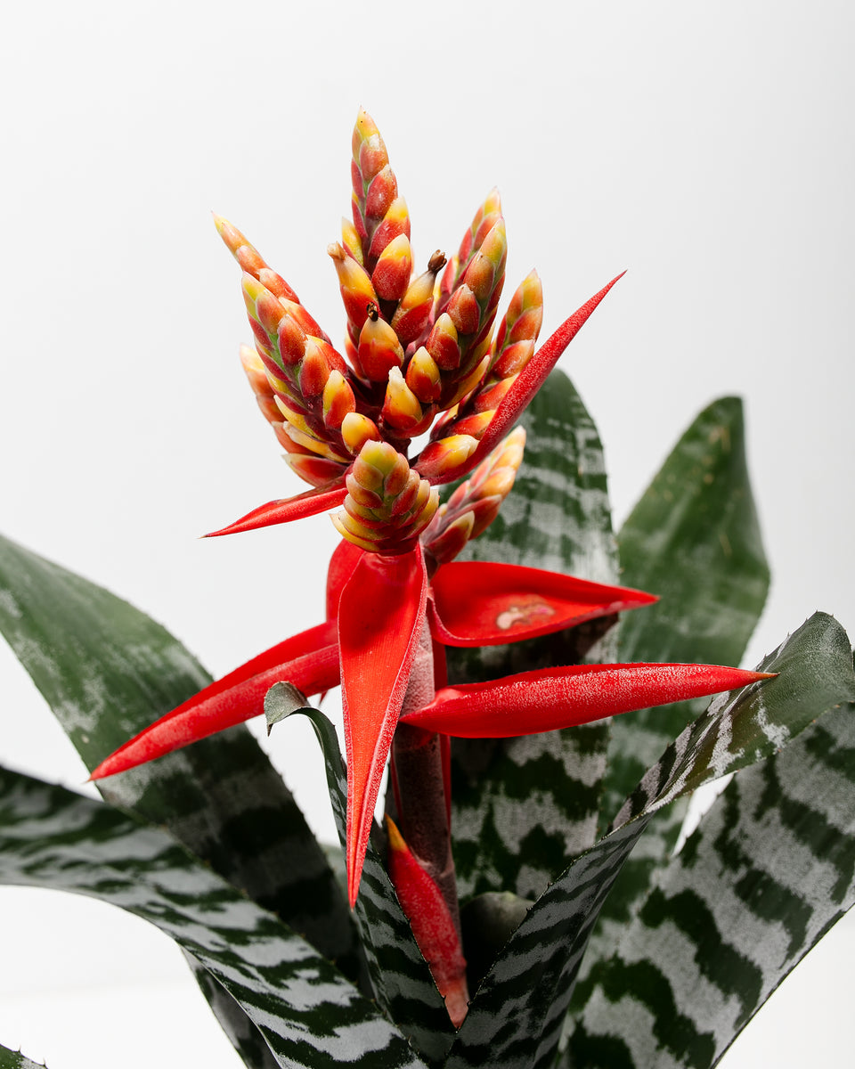 Amazonian Zebra Bromeliad | Indoor Plants | Lively Root