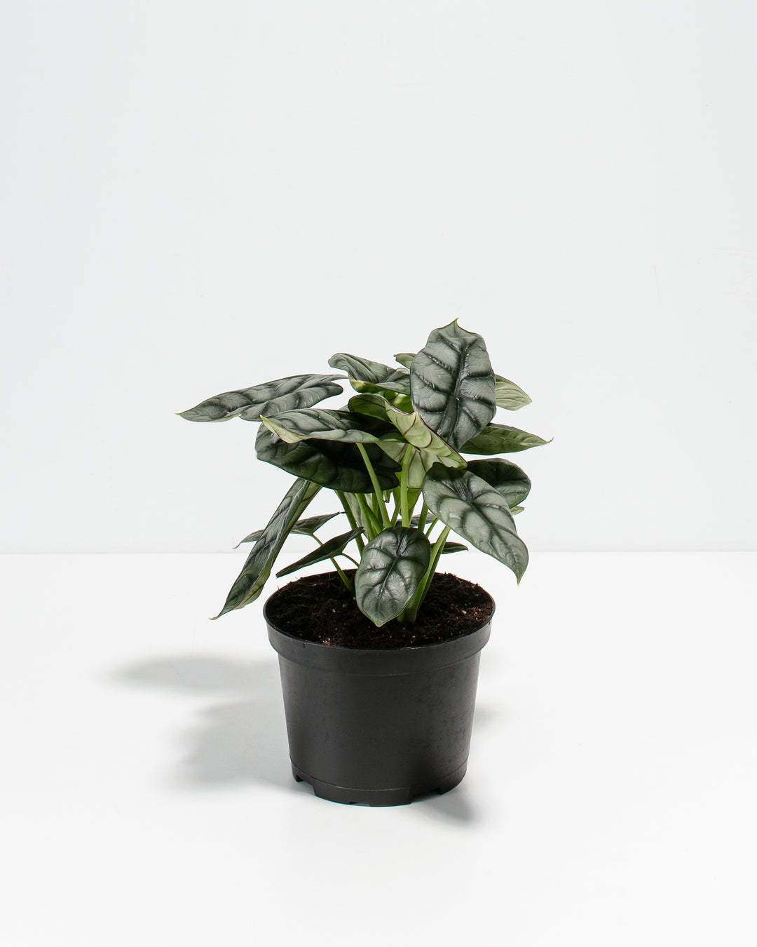 silver dragon house plant Alocasia Silver Dragon For Sale, Care Guide & Growing Tips
