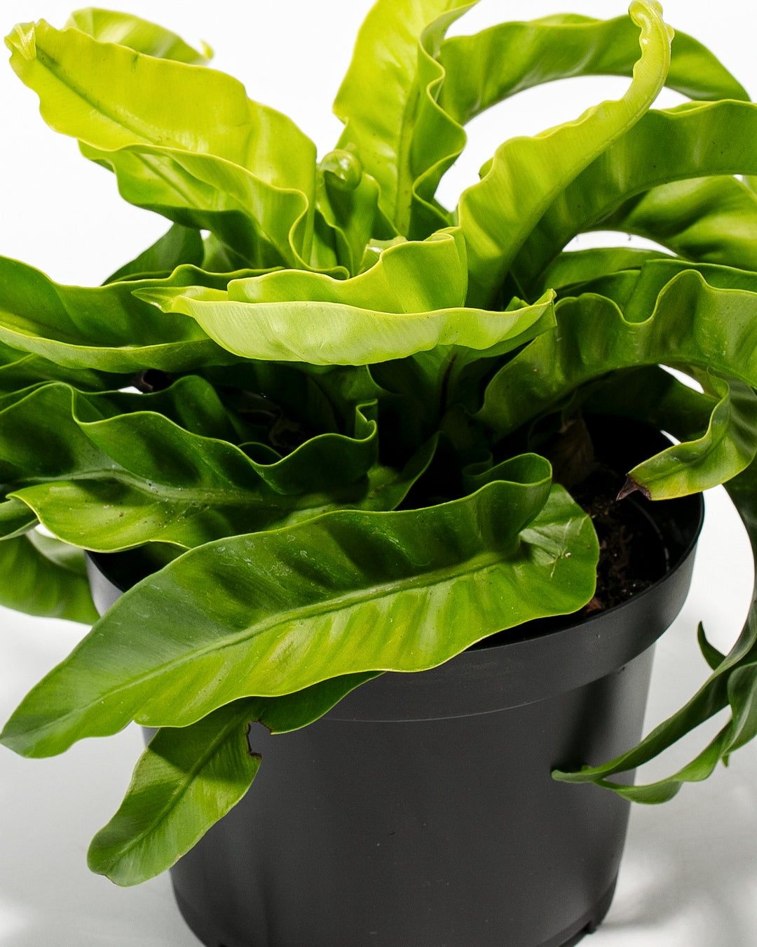bird nest philodendron Hurricane Fern
