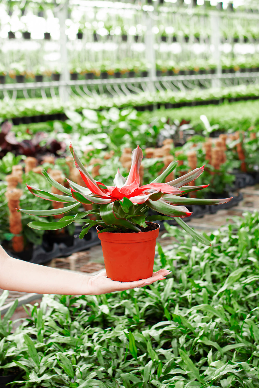 bromeliad plant air purifier Bromeliad Neoregelia for Sale | Care Guide