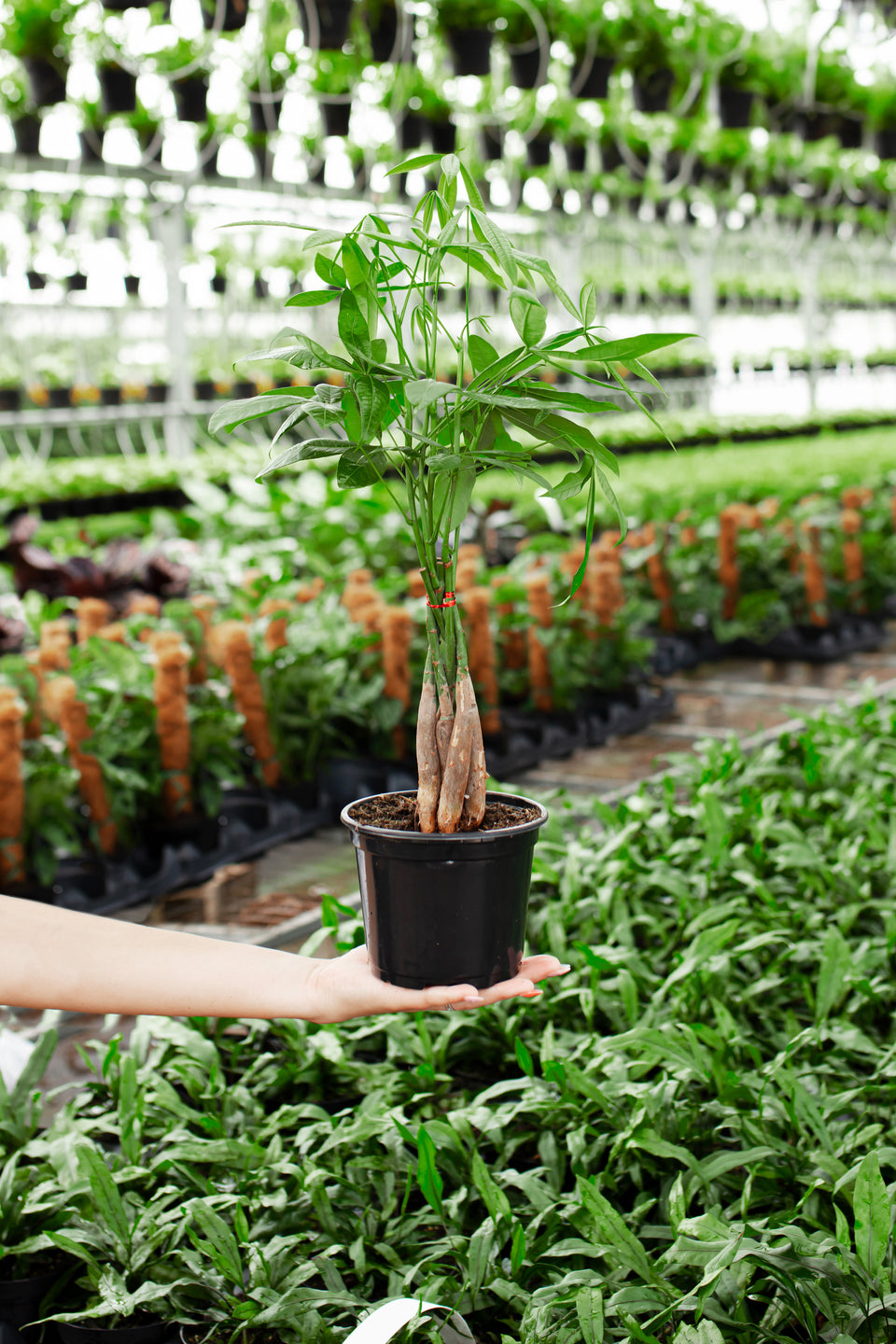 Money Tree for Sale: Small, Large & Extra Large Options Small