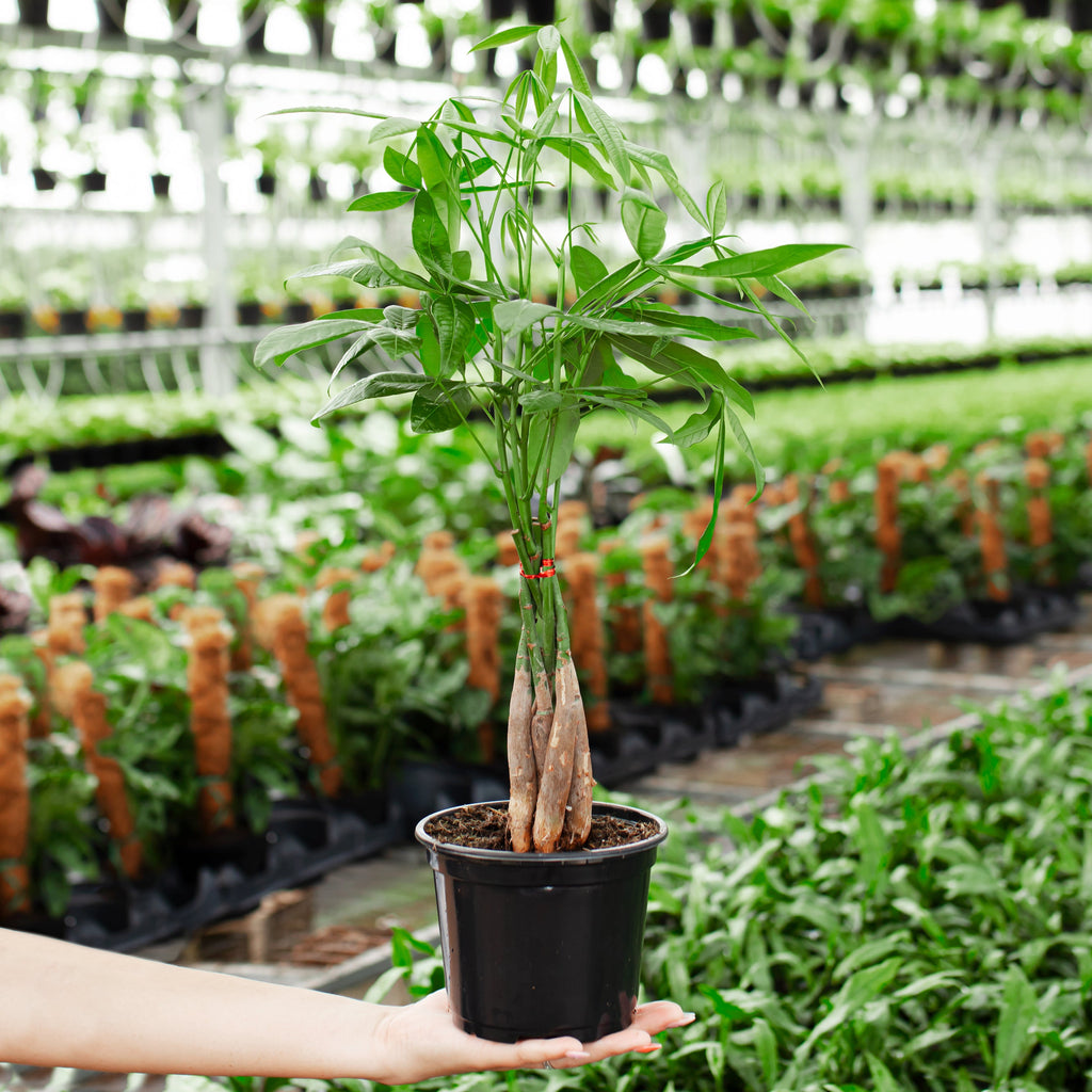 Montei Tree Money Tree For Sale: Small, Large & Extra Large Options