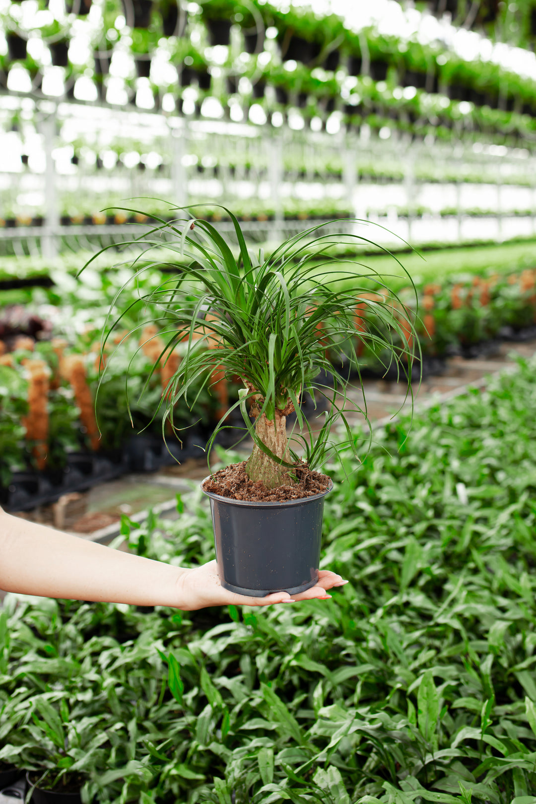 palm tree looks like a ponytail Ponytail Palm | Palm Trees For Sale