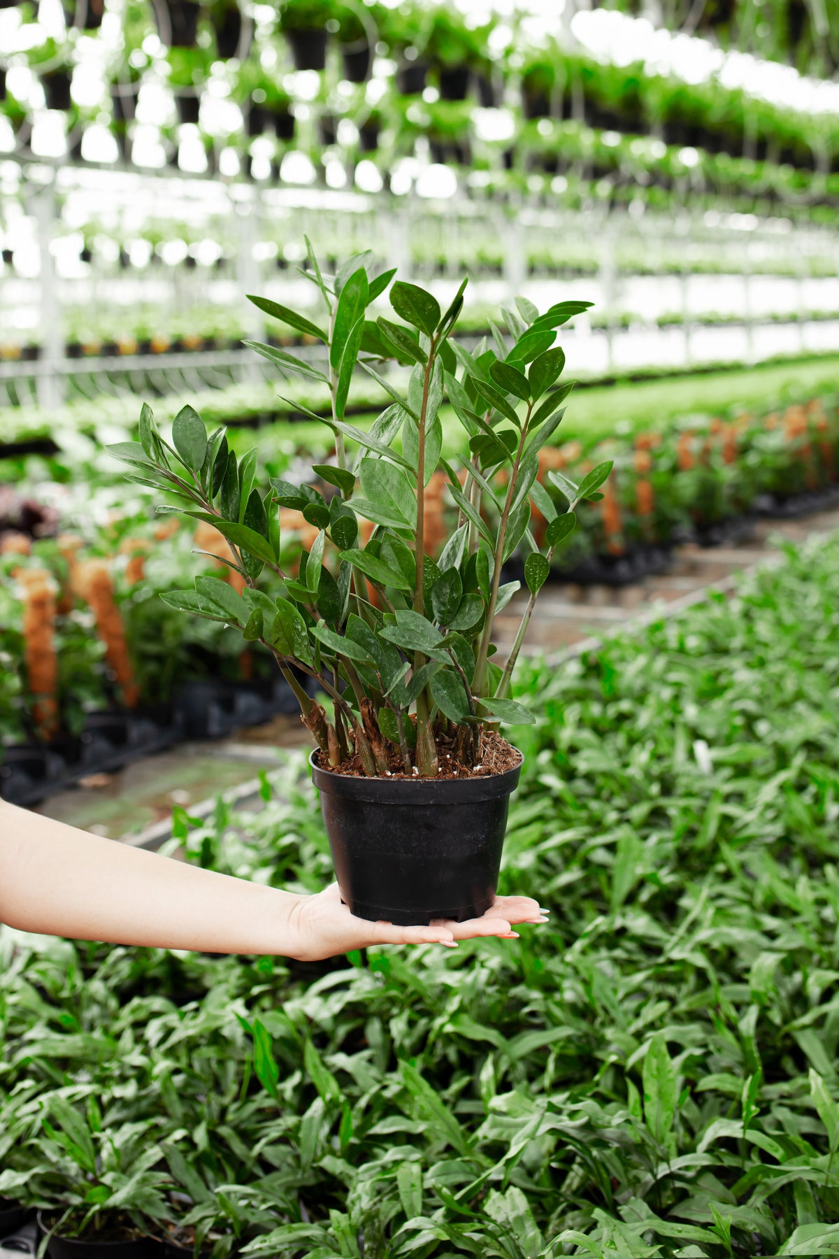 ZZ Plant | Small, Medium & Large Options | Lively Root
