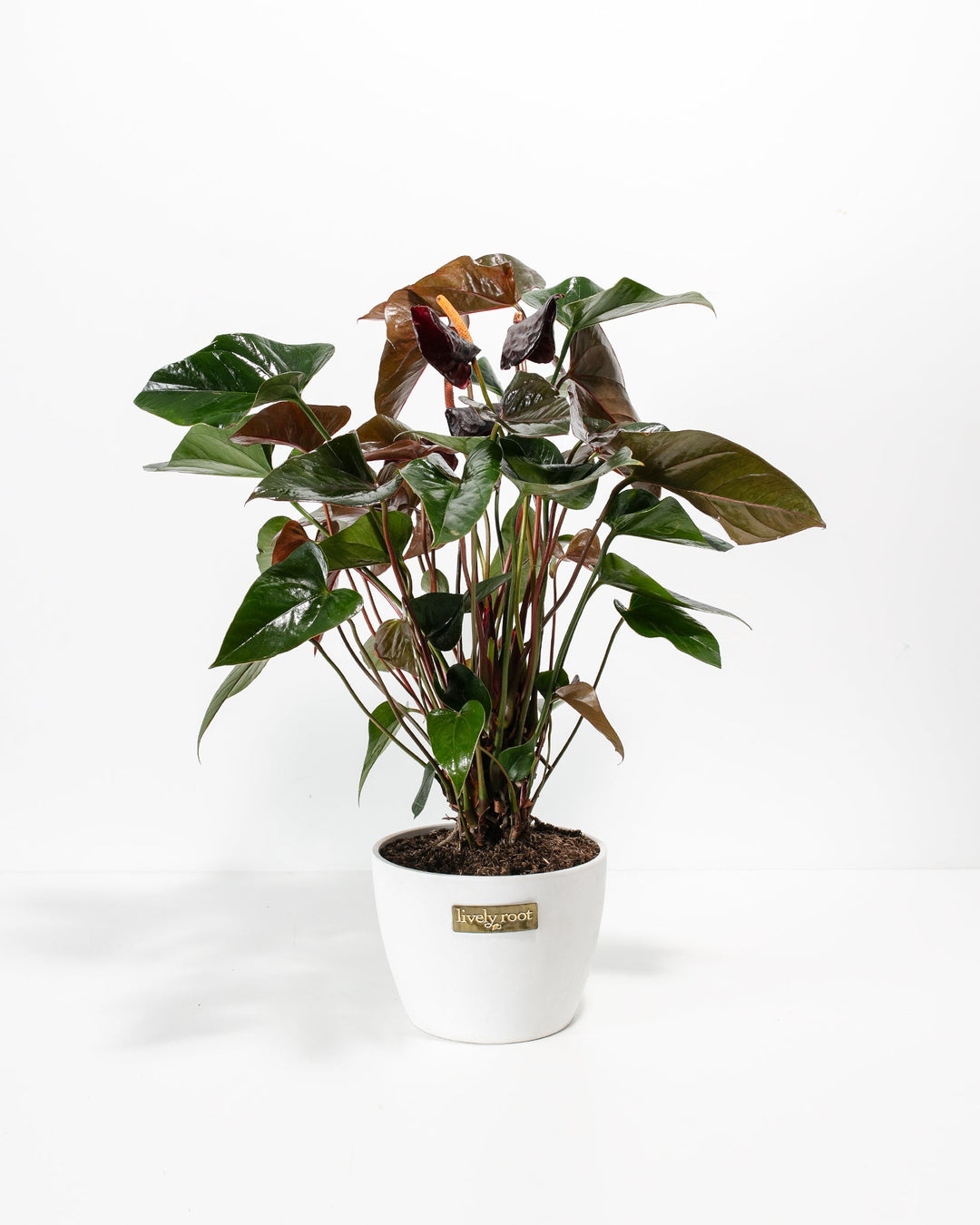 anthurium black care Black Anthurium (Flamingo Flower) Plant For Sale