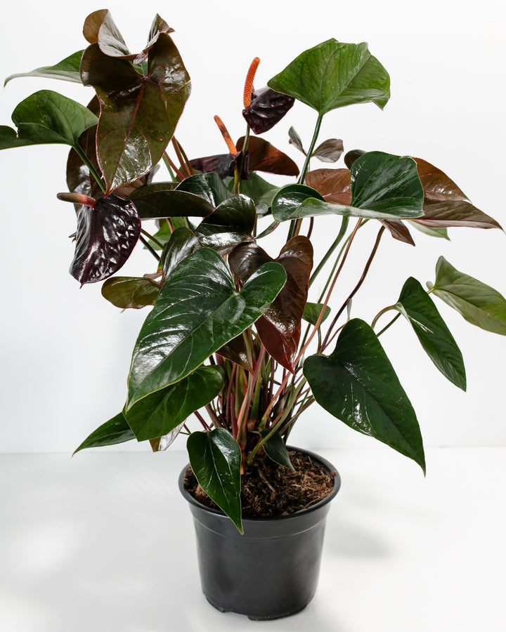anthurium black dragon Black Anthurium (Flamingo Flower) Plant For Sale