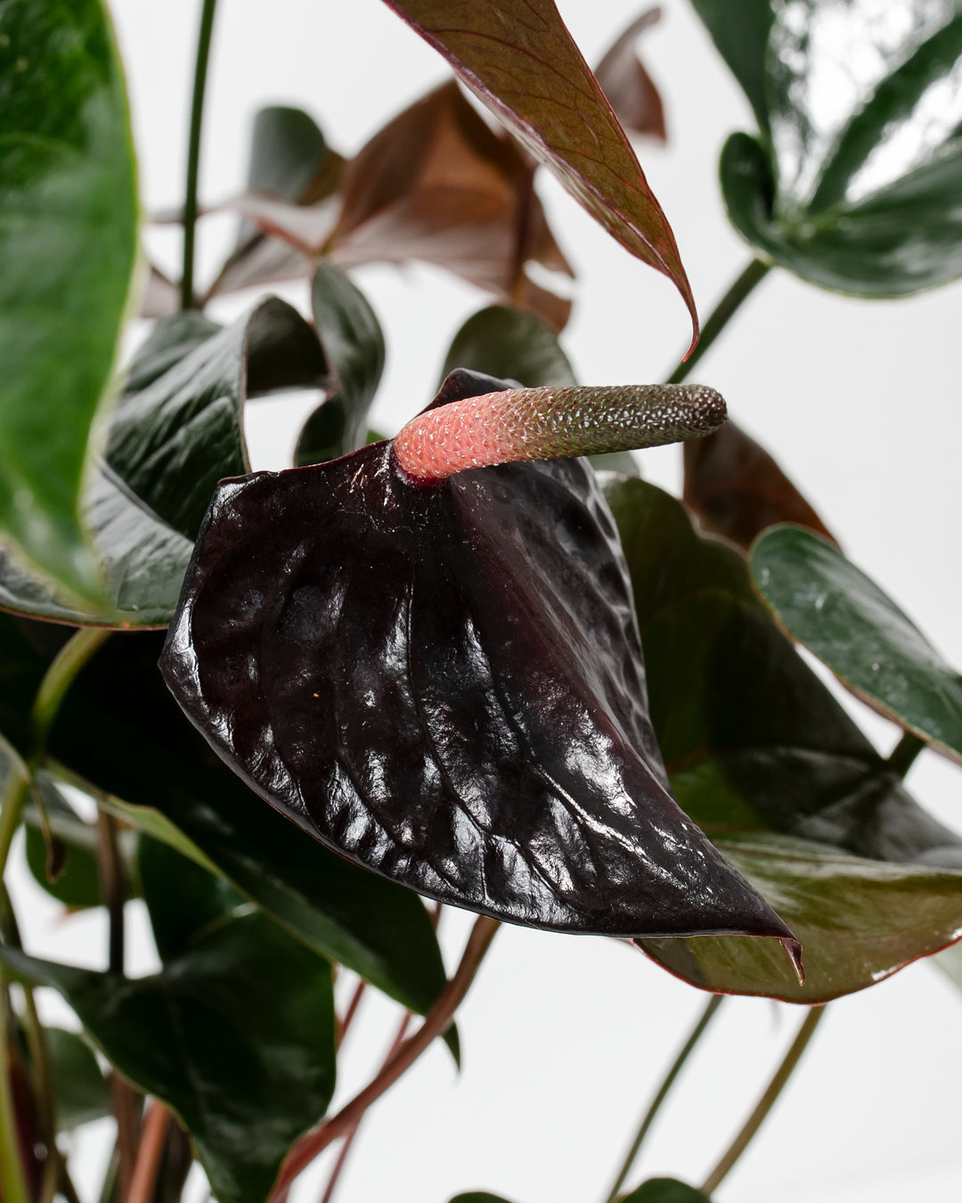black knight anthurium Black Anthurium (Flamingo Flower) Plant For Sale