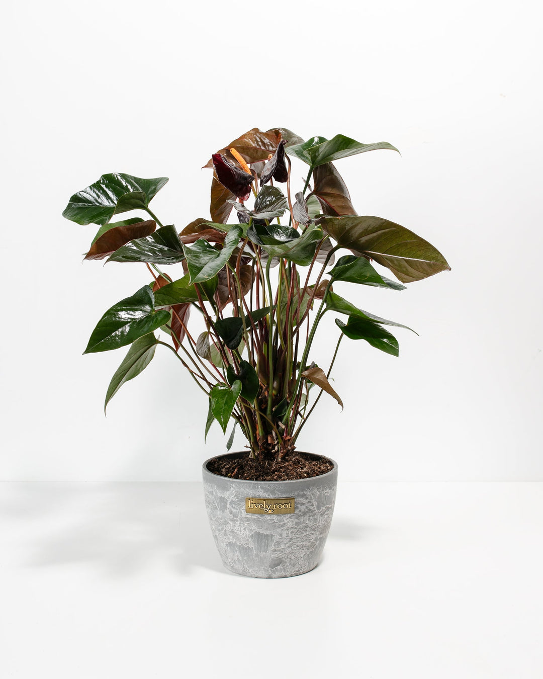 anthurium andraeanum black Black Anthurium (Flamingo Flower) Plant For Sale